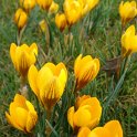 Crocus chrysanthus 'Dorothy'